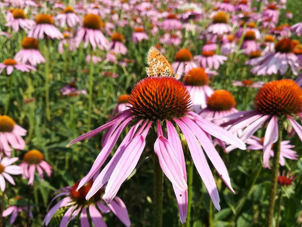 Calcina e la fioritura dell’Echinacea (Valle di Susa)